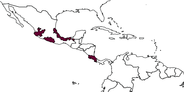 map of Nomosphecia mexicana     (Morley, 1914)